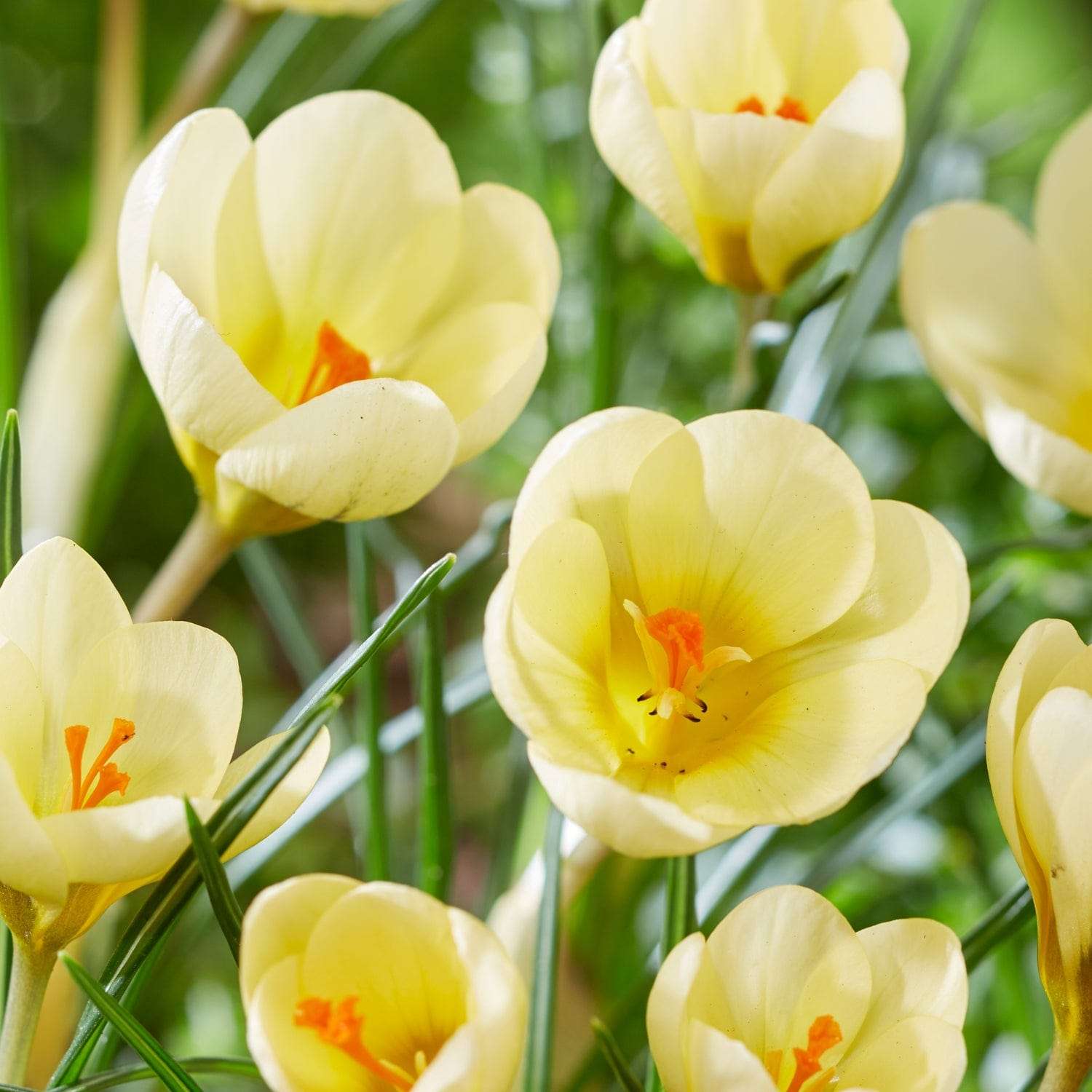 Crocus 'Cream Beauty'